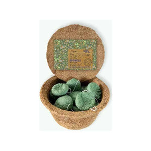 Natural Konjac Face Sponge / Φυσικό σφουγγάρι προσώπου Konjac ( 1 τμχ)
