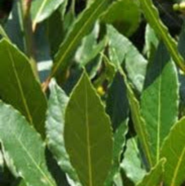 Natural Soap in bulk / Φυσικό σαπούνι χύμα - 100gr