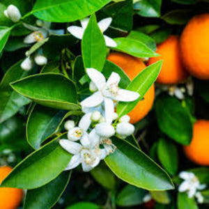 Natural Soap in bulk / Φυσικό σαπούνι χύμα - 100gr