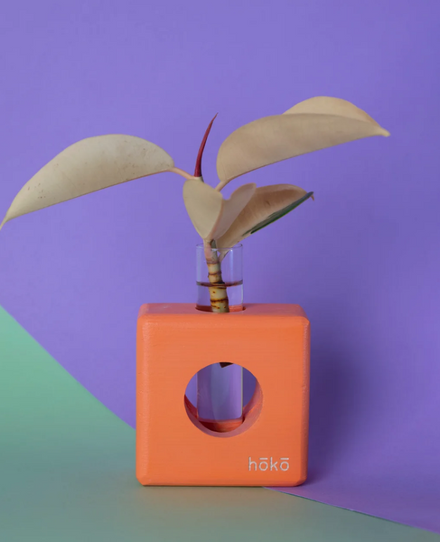 Propagation station Ōvase - Orange / Σταθμός Αναπαραγωγής Φυτών - πορτοκάλι