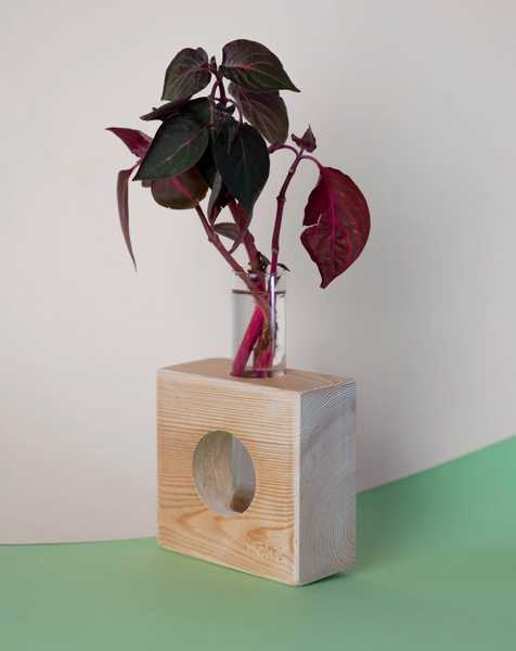 Propagation station Ōvase - Natural Squared / Σταθμός Αναπαραγωγής Φυτών - Φυσικό τετραγωνο